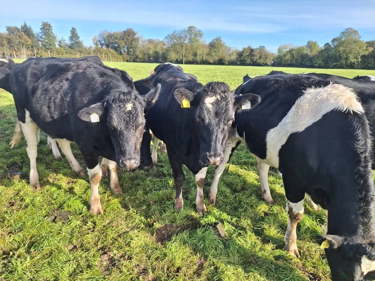 6 PBR Incalf heifers Pedigree Hol/Fr - Image 1