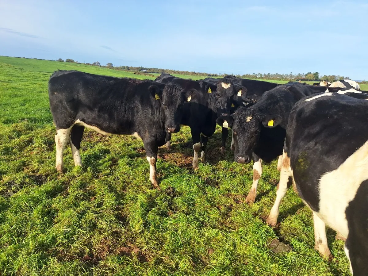6 PBR Incalf heifers Pedigree Hol/Fr - Image 2