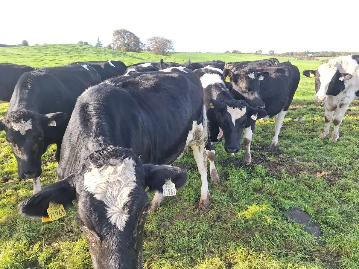6 PBR Incalf heifers Pedigree Hol/Fr - Image 3