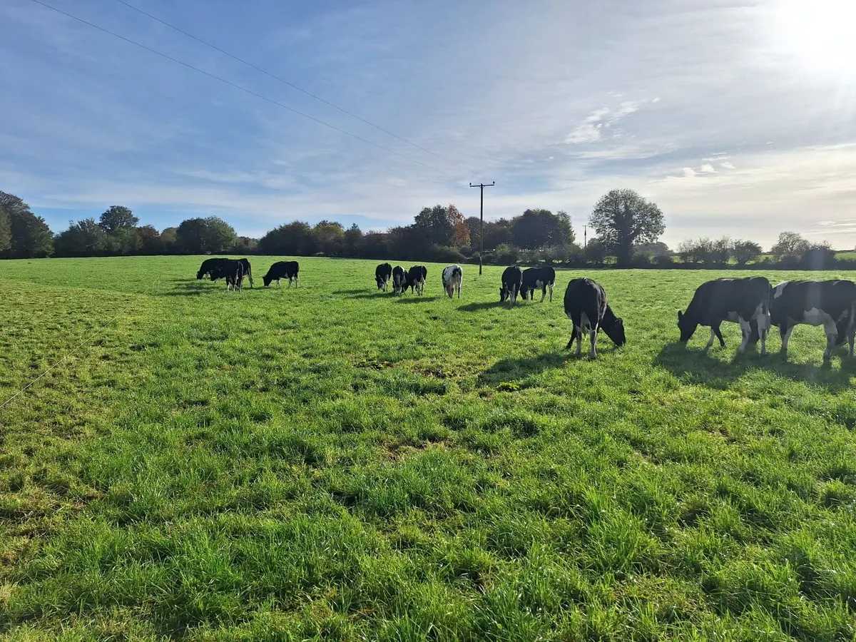 6 PBR Incalf heifers Pedigree Hol/Fr - Image 4