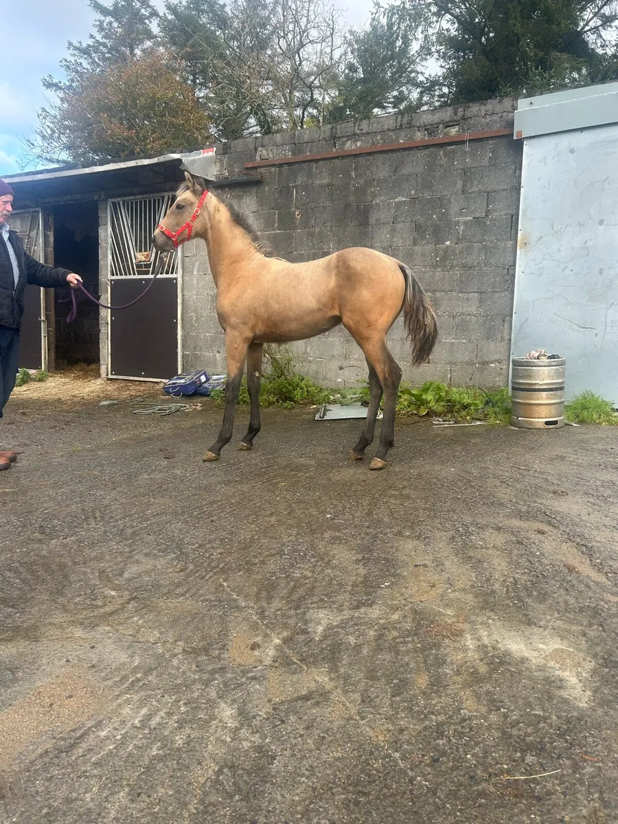Clifden Sunday - Image 1