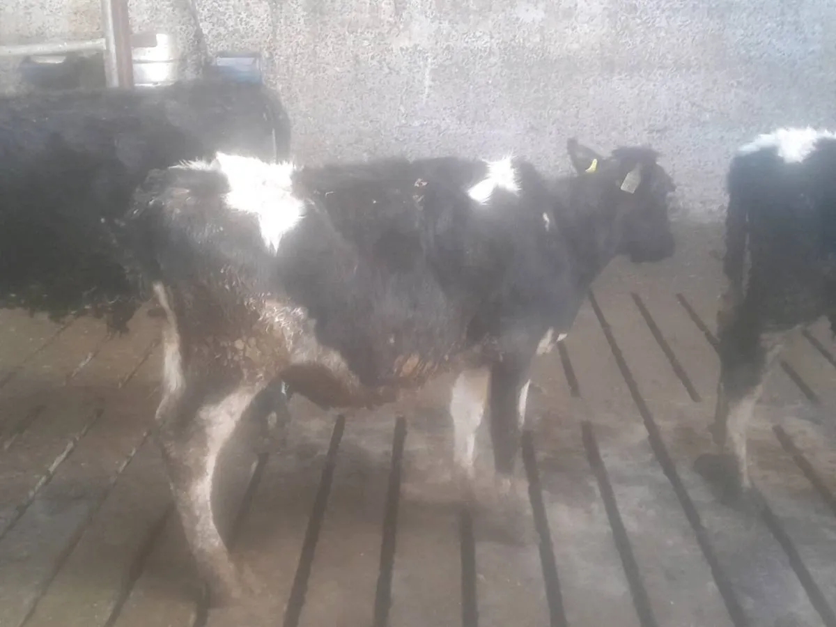 4 weanlings - Image 3