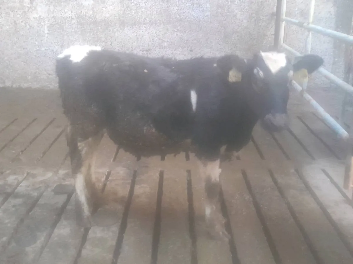 4 weanlings - Image 4
