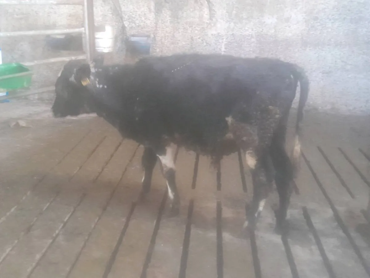 4 weanlings - Image 2