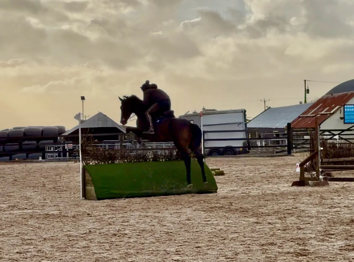 7yr old Irish Sport Horse - Image 1