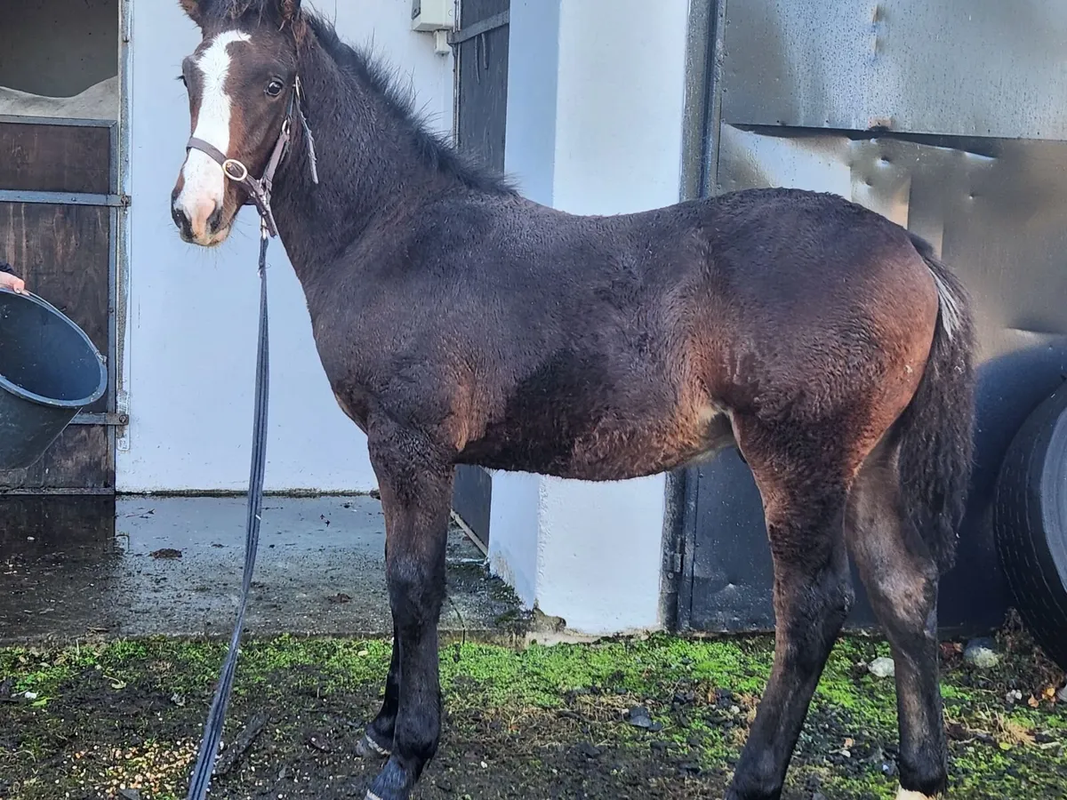 Colt foal - Image 2