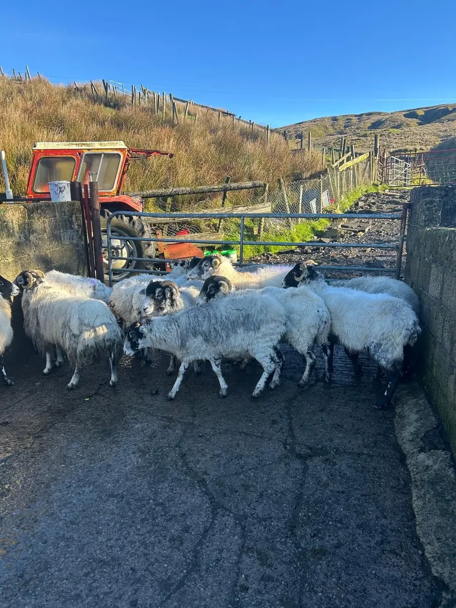 Ewes - Image 1