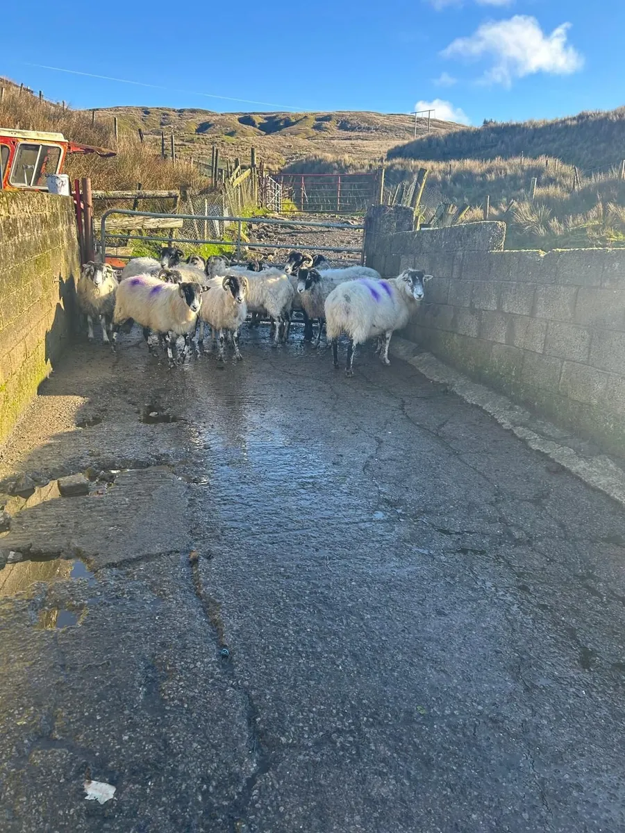 Ewes - Image 2