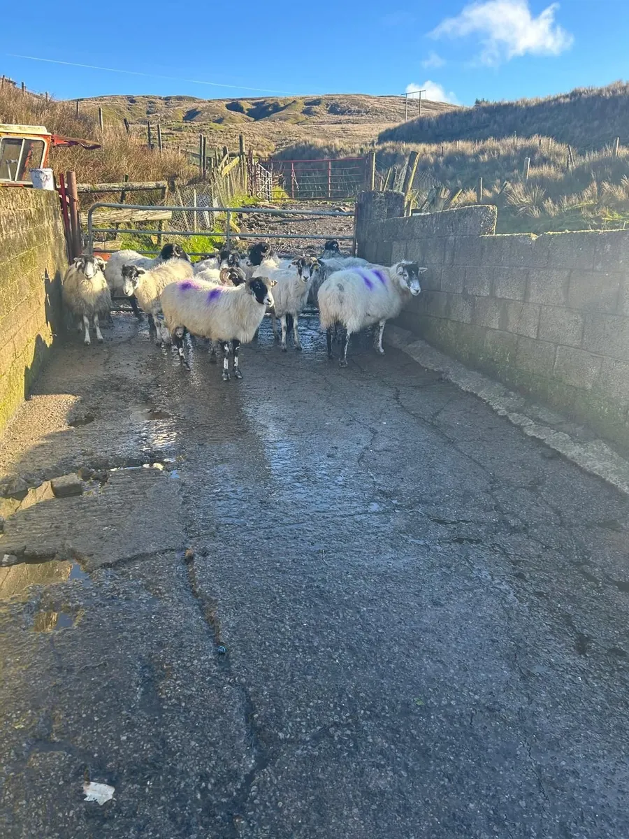 Ewes - Image 3