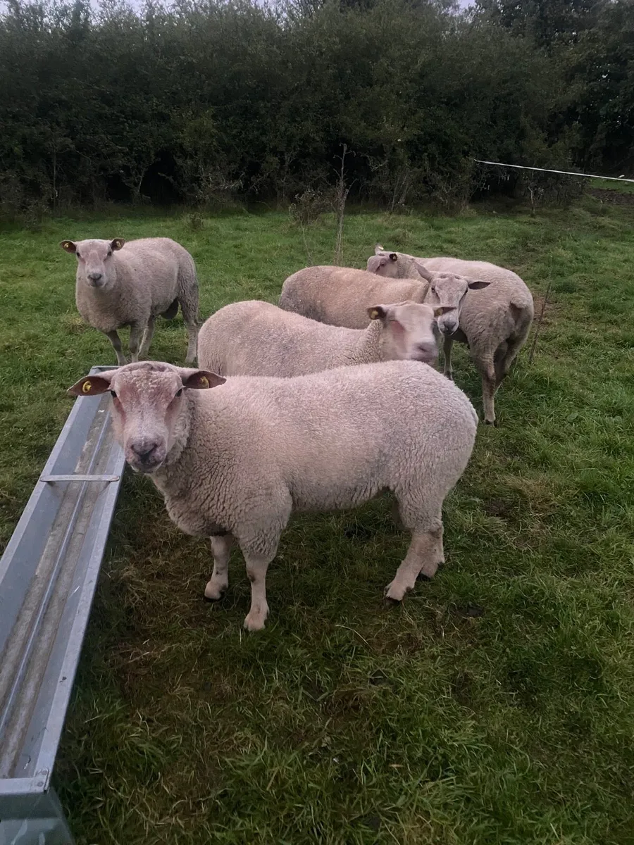 Charlaois hogget Rams - Image 4