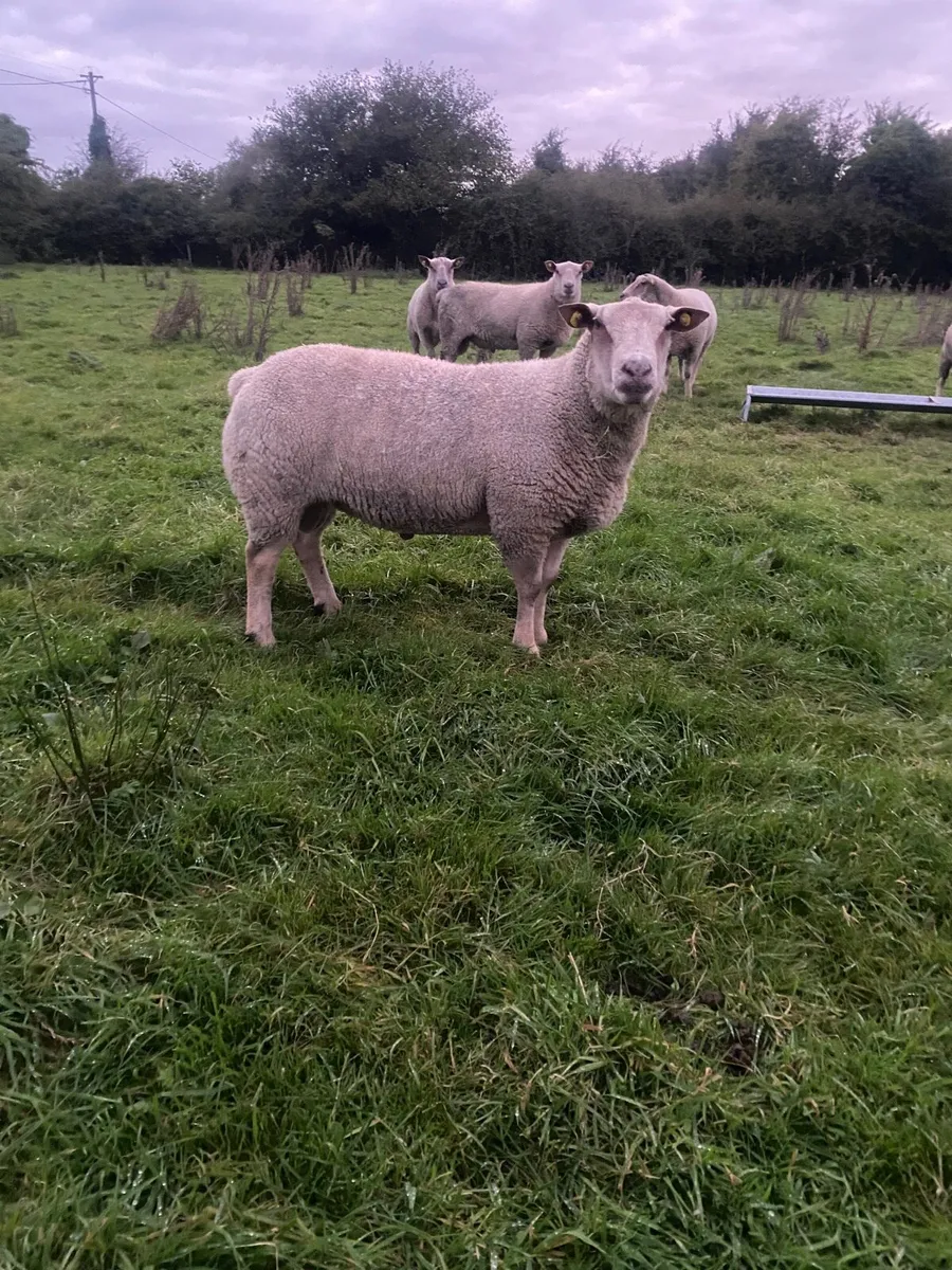 Charlaois hogget Rams - Image 1