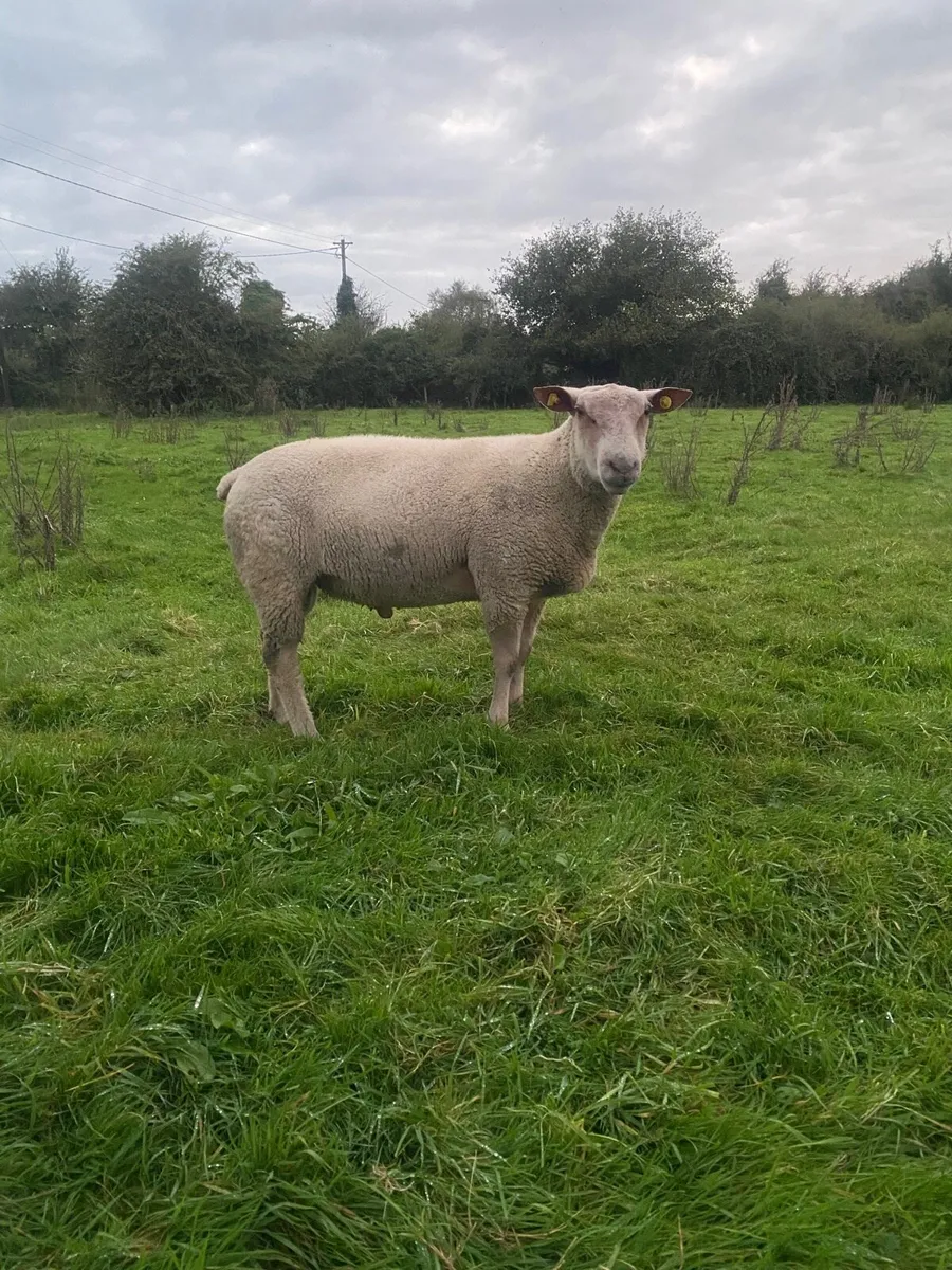 Charlaois hogget Rams - Image 2