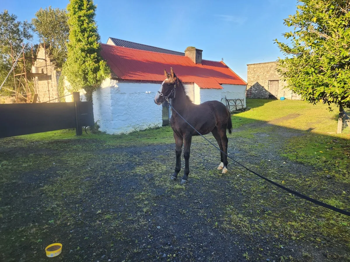 Colt foal - Image 3