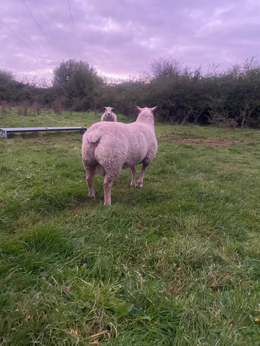 Charlaois hogget Rams - Image 3