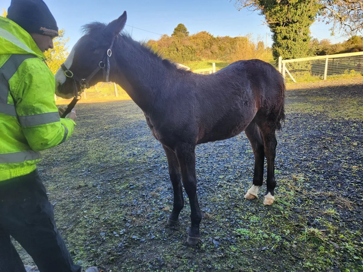 Colt foal - Image 4