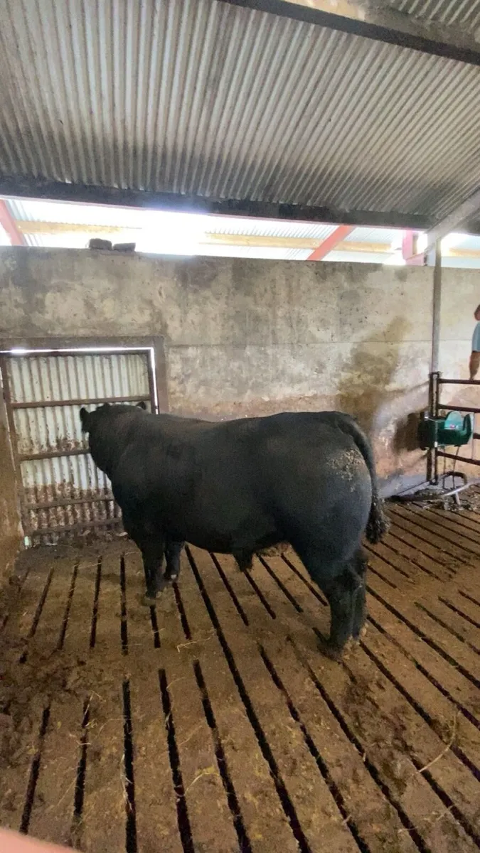 Angus Bulls and Heifers - Image 3