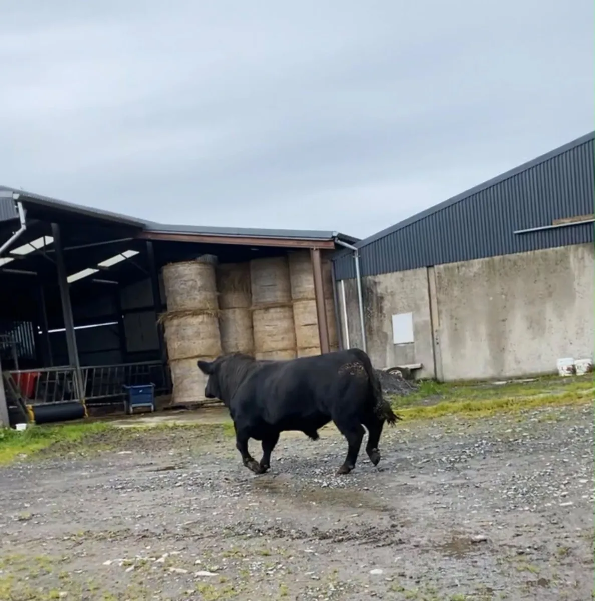 Angus Bulls and Heifers - Image 2