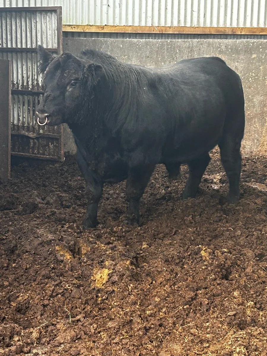 Angus Bulls and Heifers - Image 1