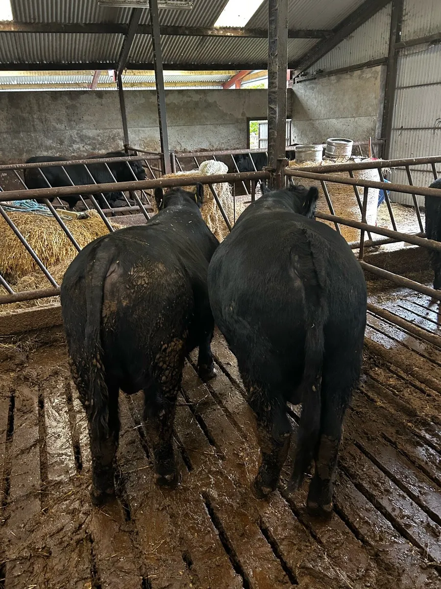 Angus Bulls and Heifers - Image 4