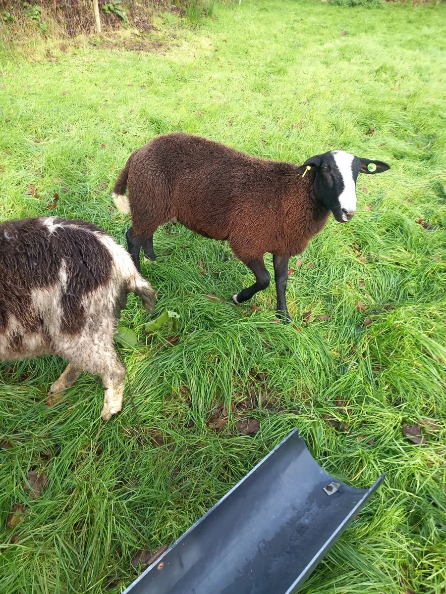 PBR sis approved ram lamb - Image 1