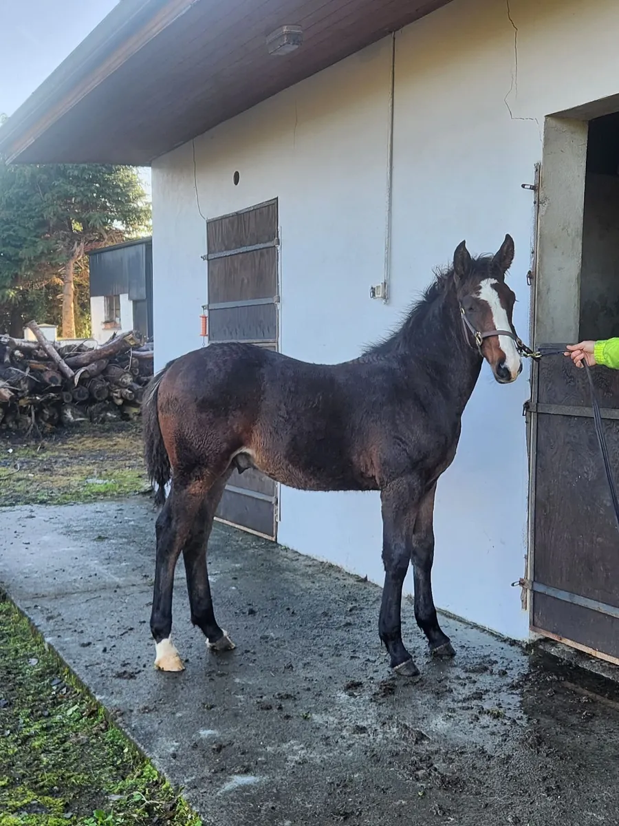 Colt foal - Image 1
