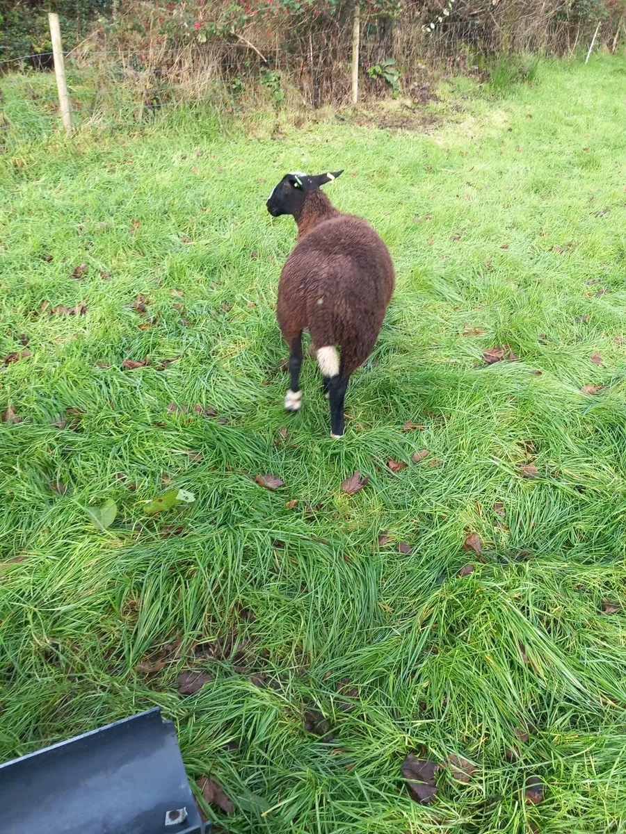 PBR sis approved ram lamb - Image 2
