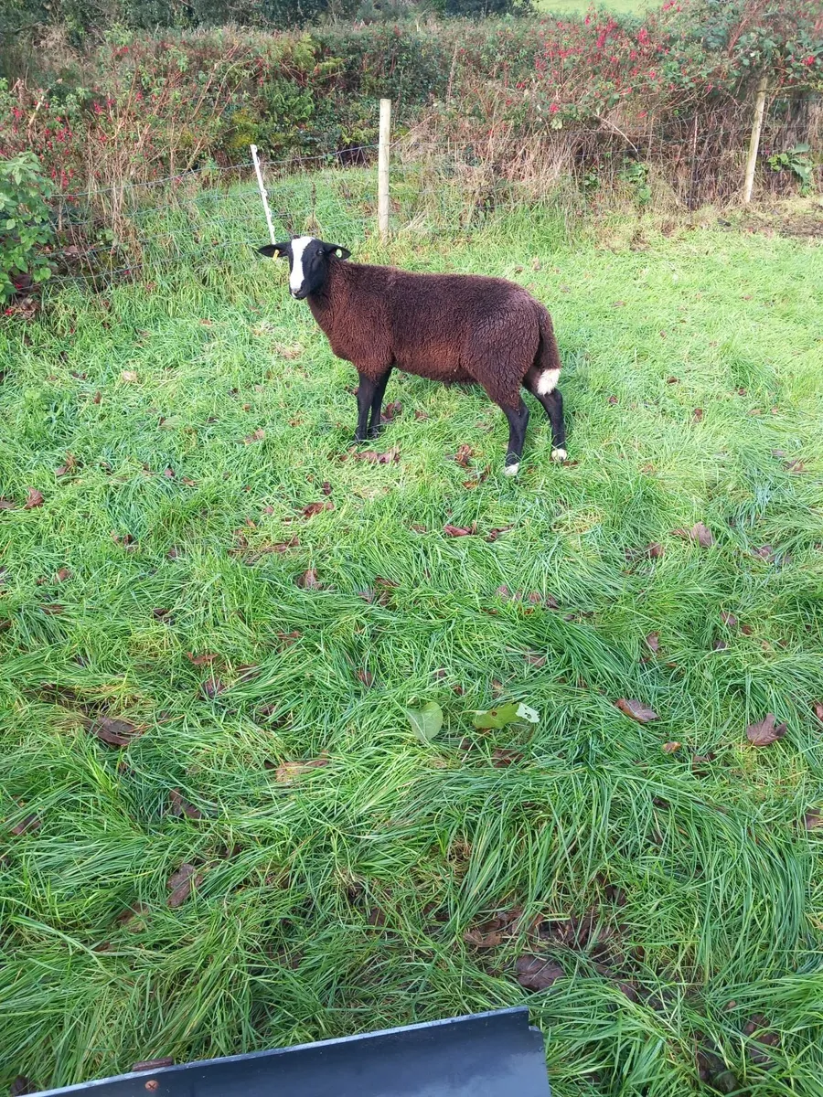 PBR sis approved ram lamb - Image 3