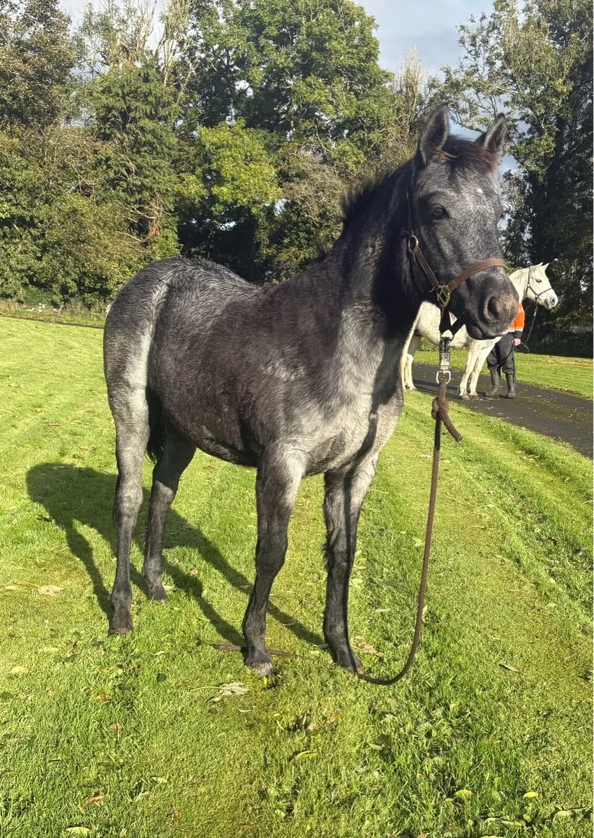 Filly foal Clifden sale Monday lot number 1365 - Image 1