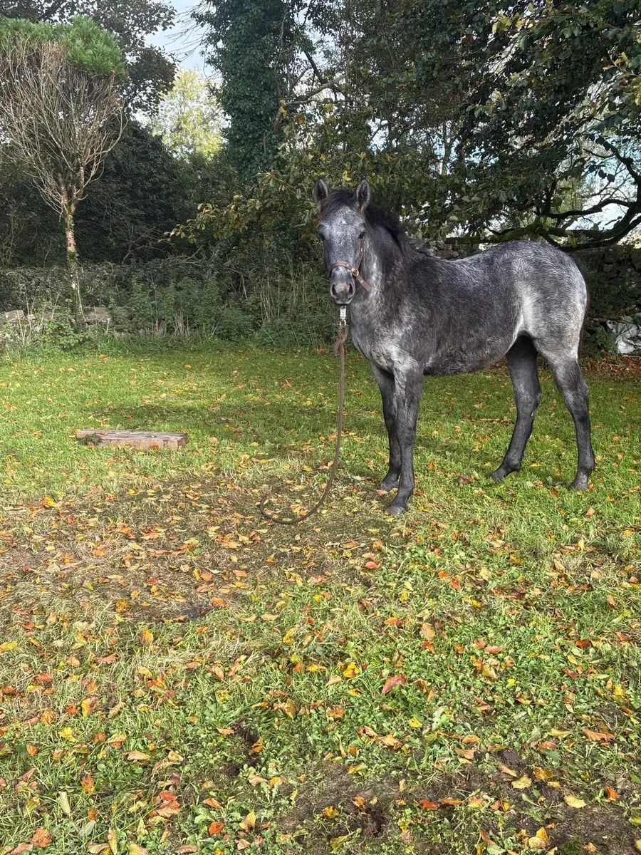 Filly foal Clifden sale Monday lot number 1365 - Image 4