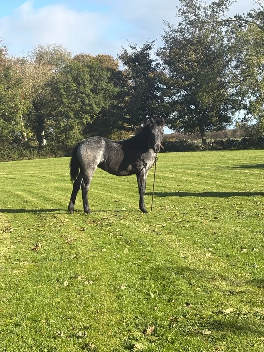 Filly foal Clifden sale Monday lot number 1365 - Image 3