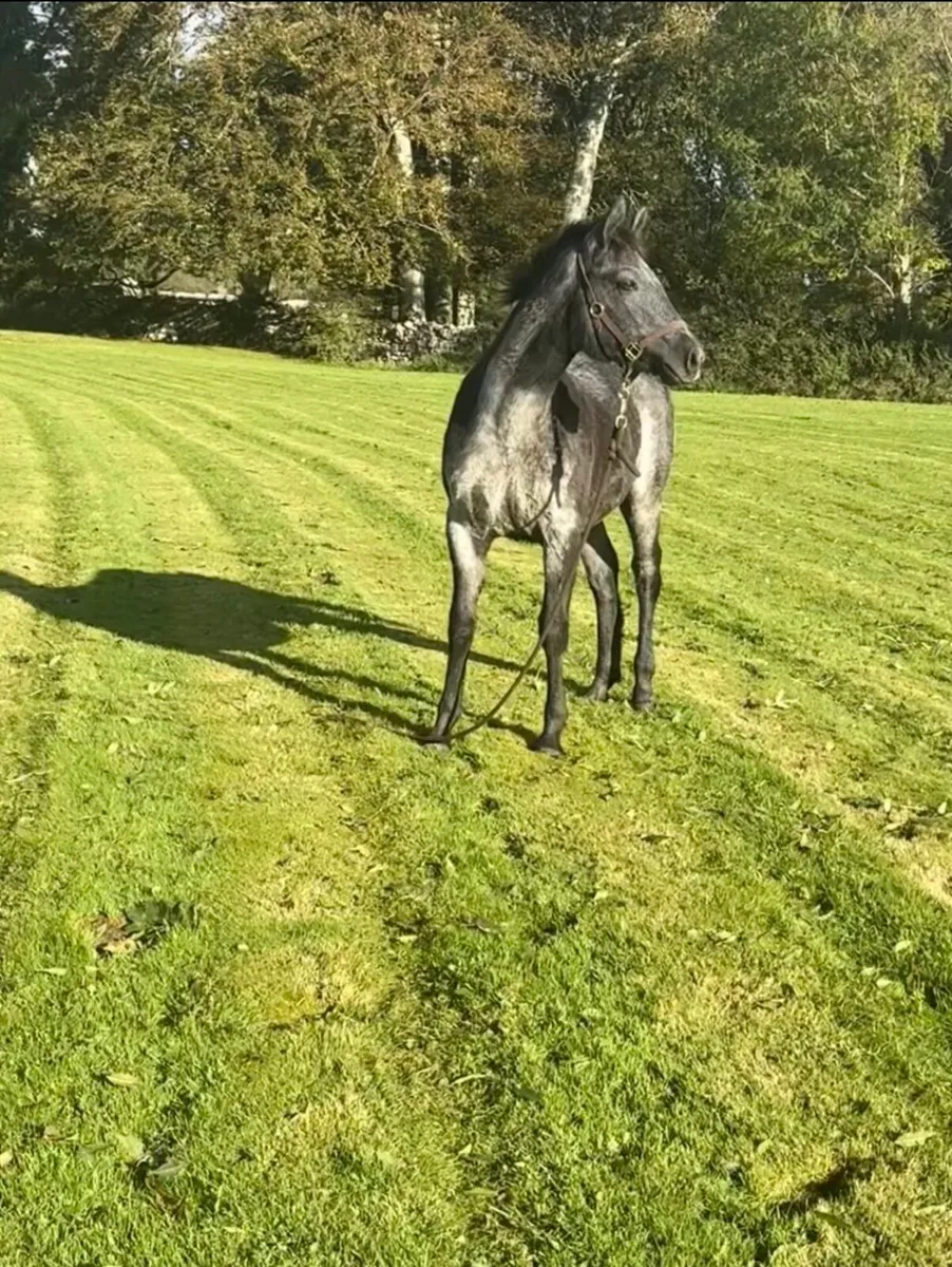 Filly foal Clifden sale Monday lot number 1365 - Image 2