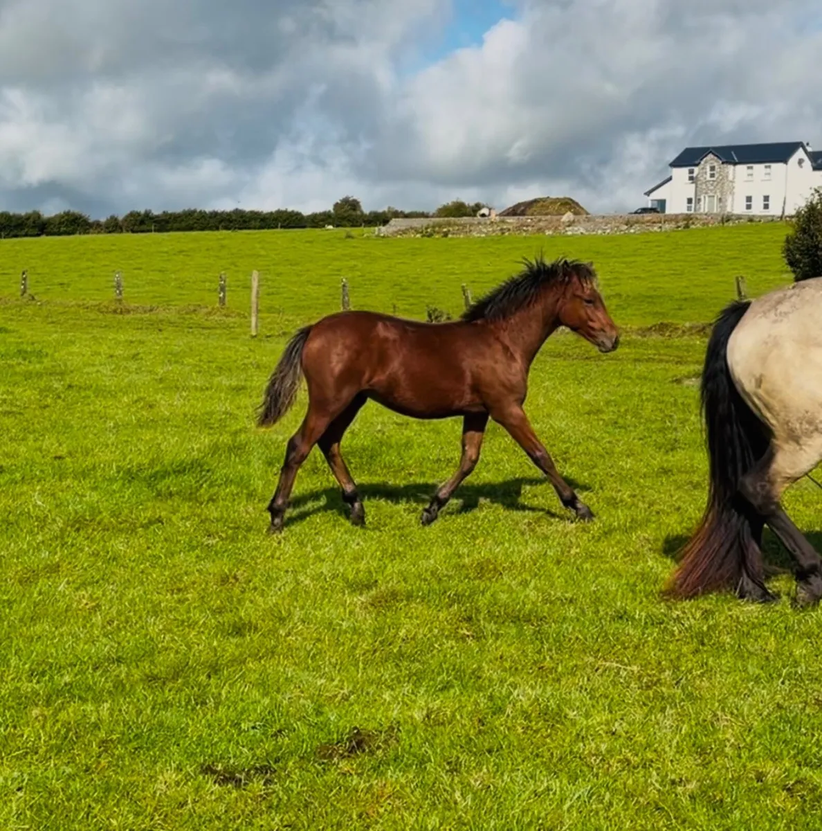 Connemara Colt #587 Clifden Saturday - Image 1