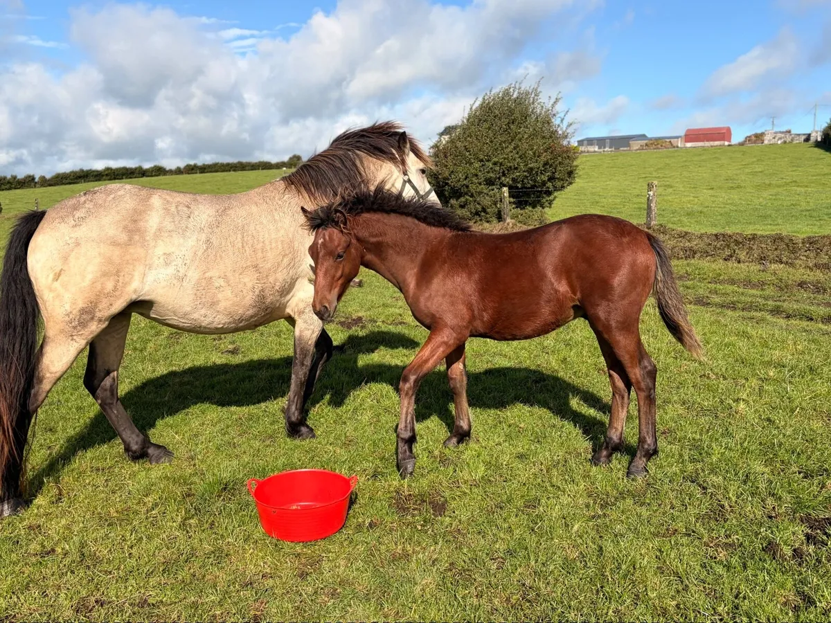 Connemara Colt #587 Clifden Saturday - Image 4