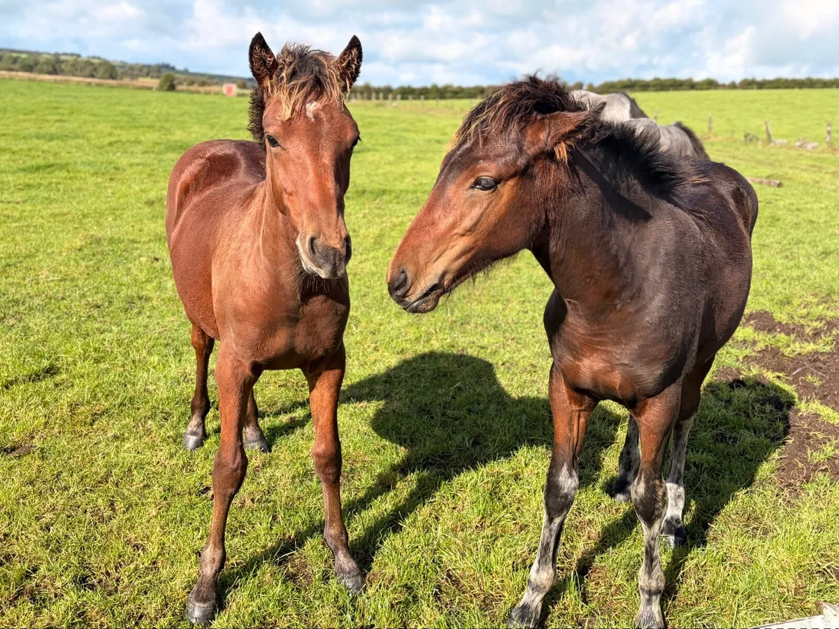 Connemara Colt #587 Clifden Saturday - Image 3