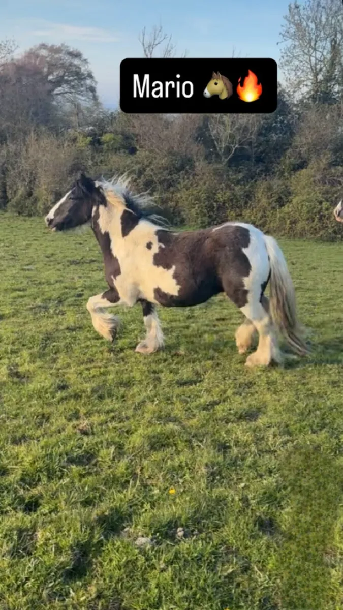 Black and white (bombproof) gelding - Image 1
