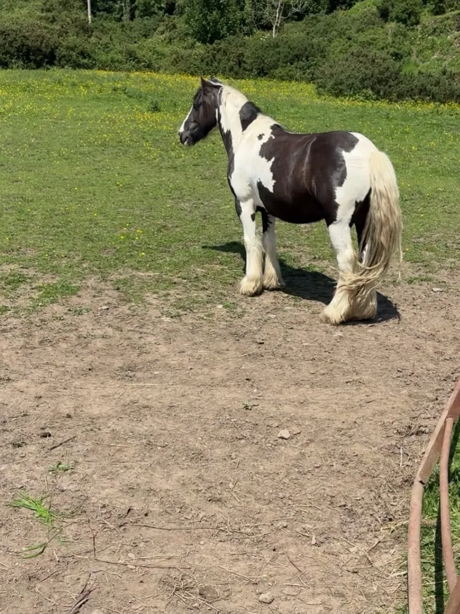Black and white (bombproof) gelding - Image 4