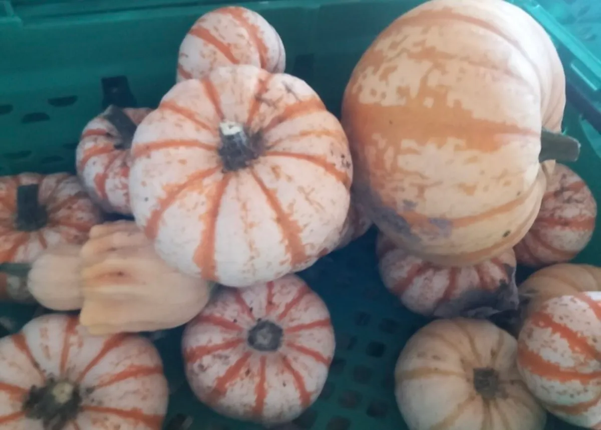 Pumpkins - Image 4