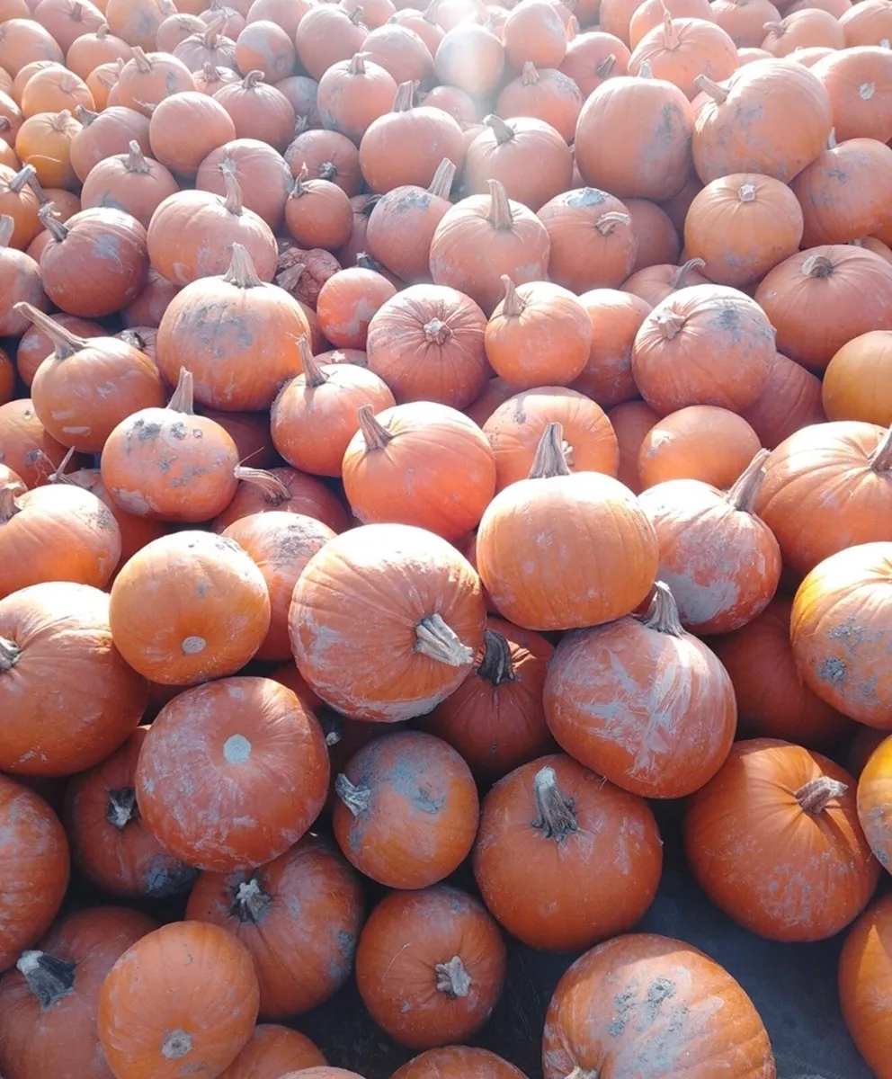 Pumpkins - Image 1