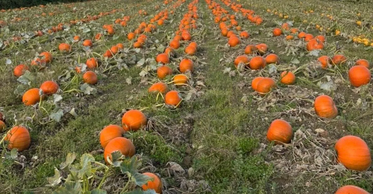 Pumpkins - Image 2