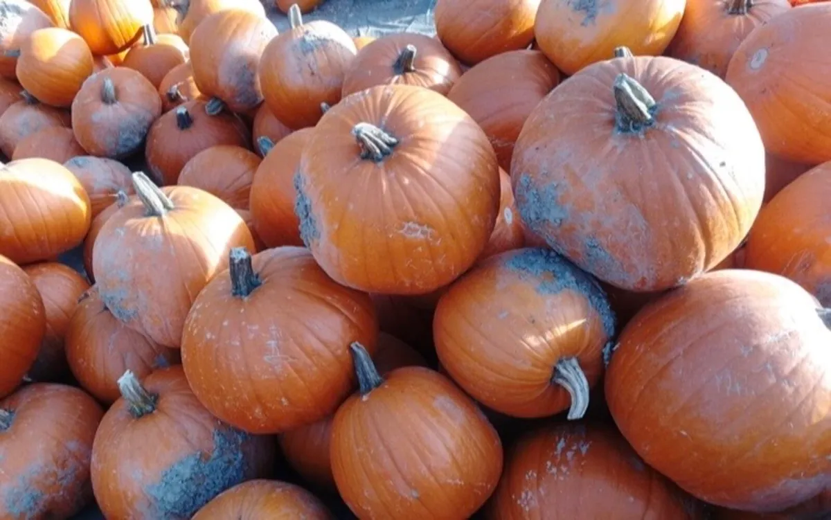 Pumpkins - Image 3
