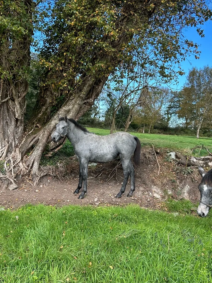 Connemara Filly Foal - Image 4