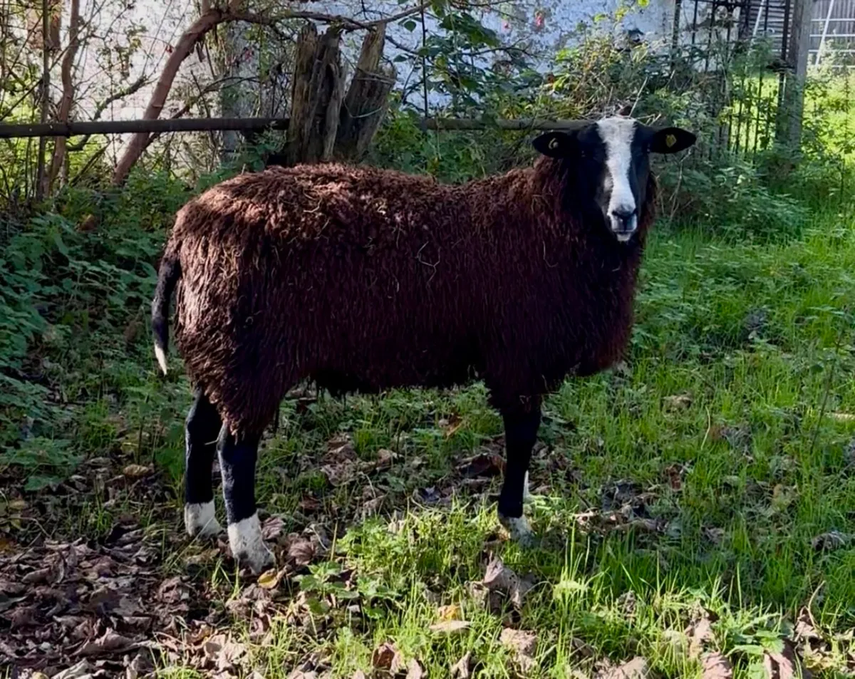 Zwartble Ram Lamb - Bluetounge Vac & SIS - Image 4