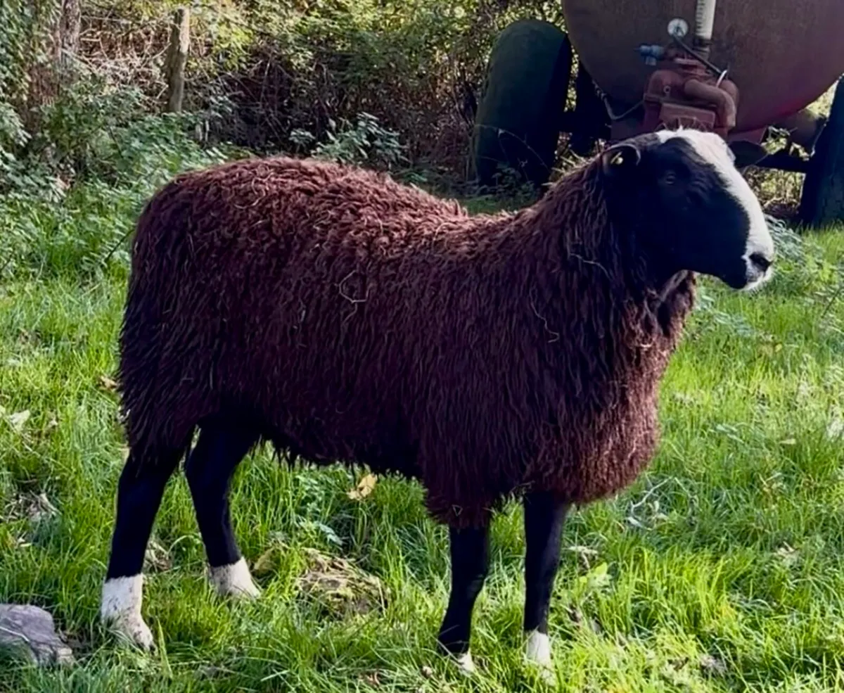 Zwartble Ram Lamb - Bluetounge Vac & SIS - Image 2