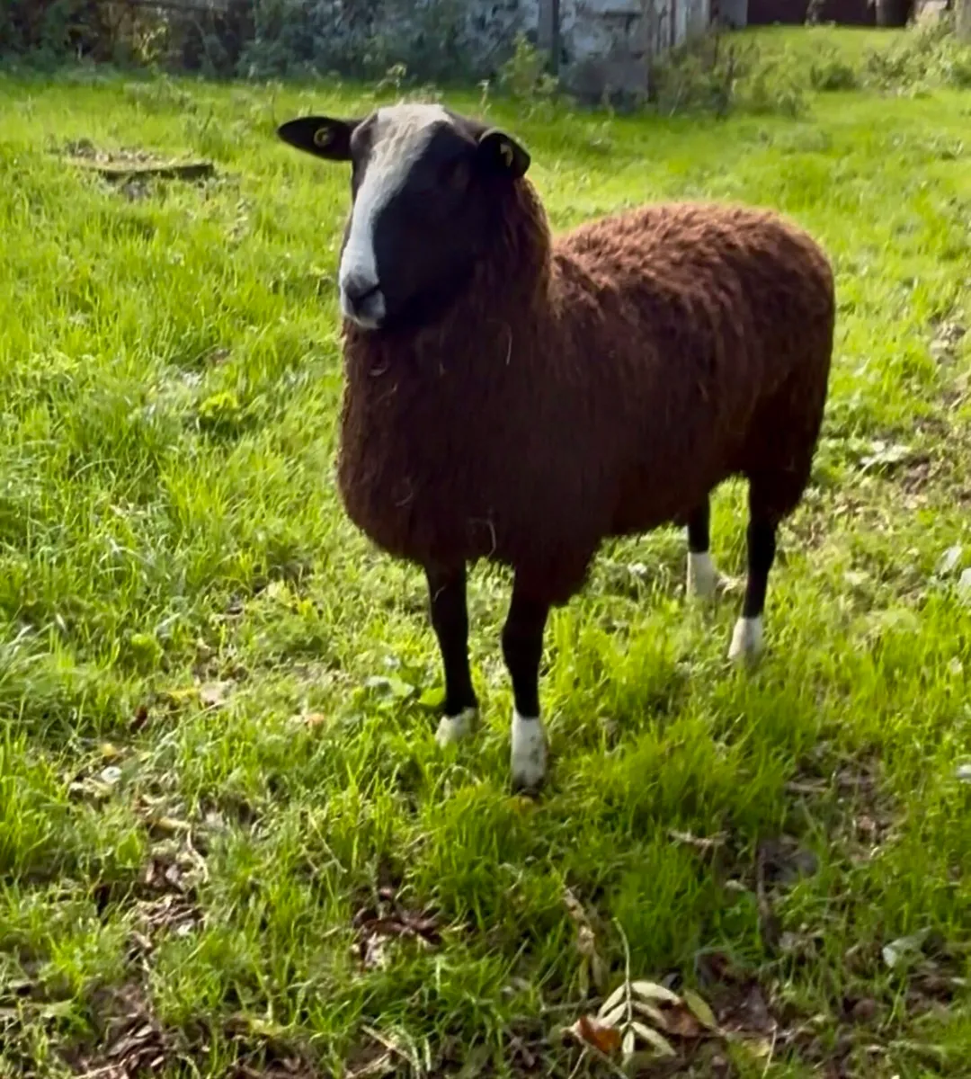 Zwartble Ram Lamb - Bluetounge Vac & SIS - Image 3