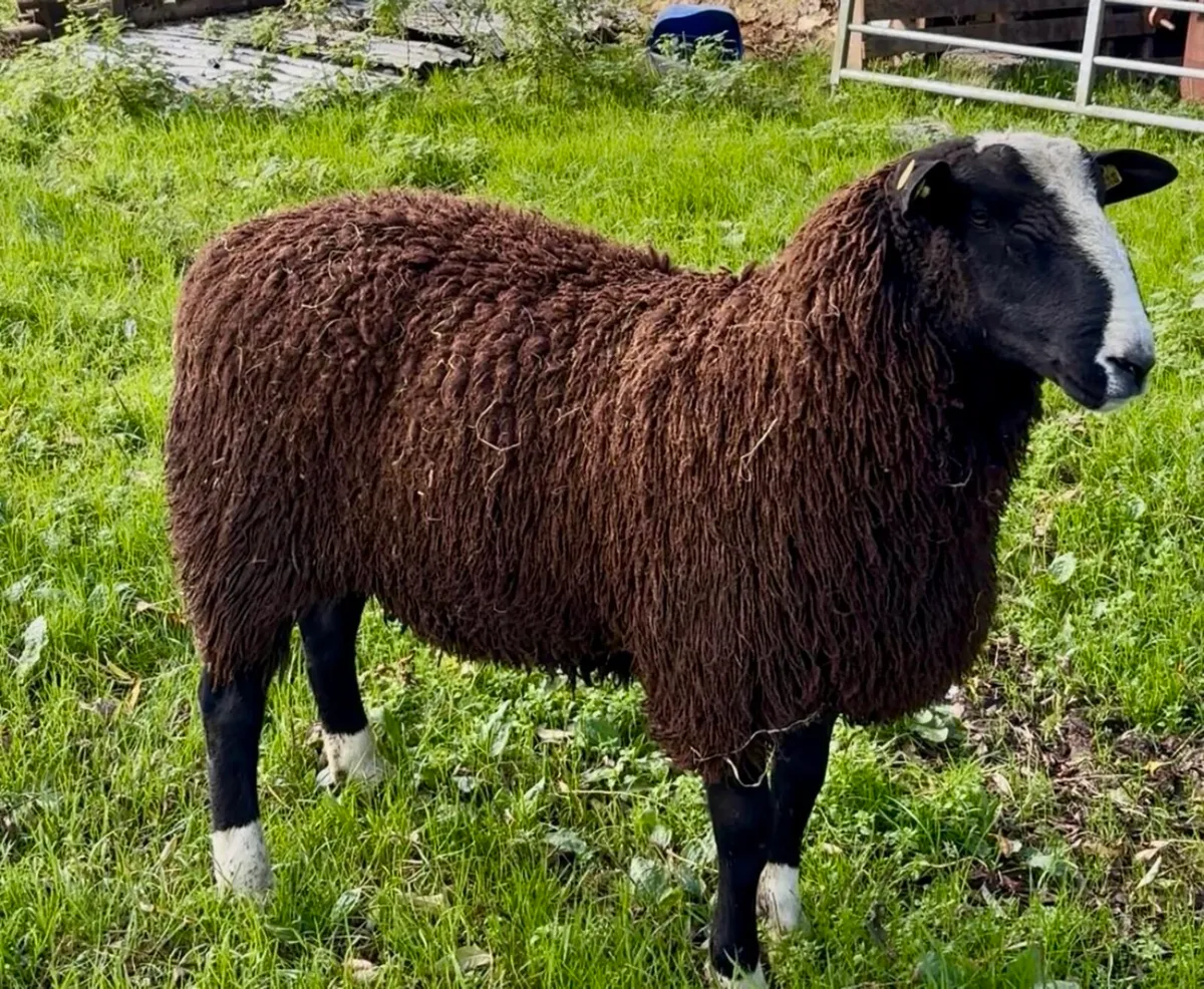 Zwartble Ram Lamb - Bluetounge Vac & SIS - Image 1
