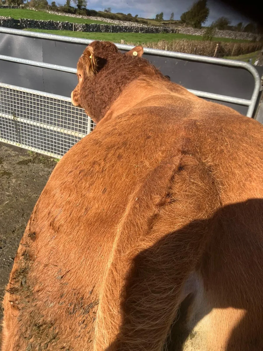 LM Bull - Image 3