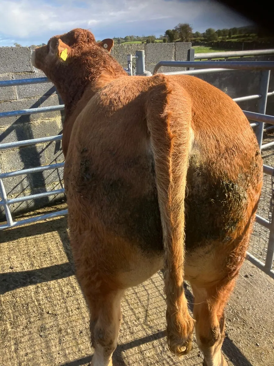 LM Bull - Image 4