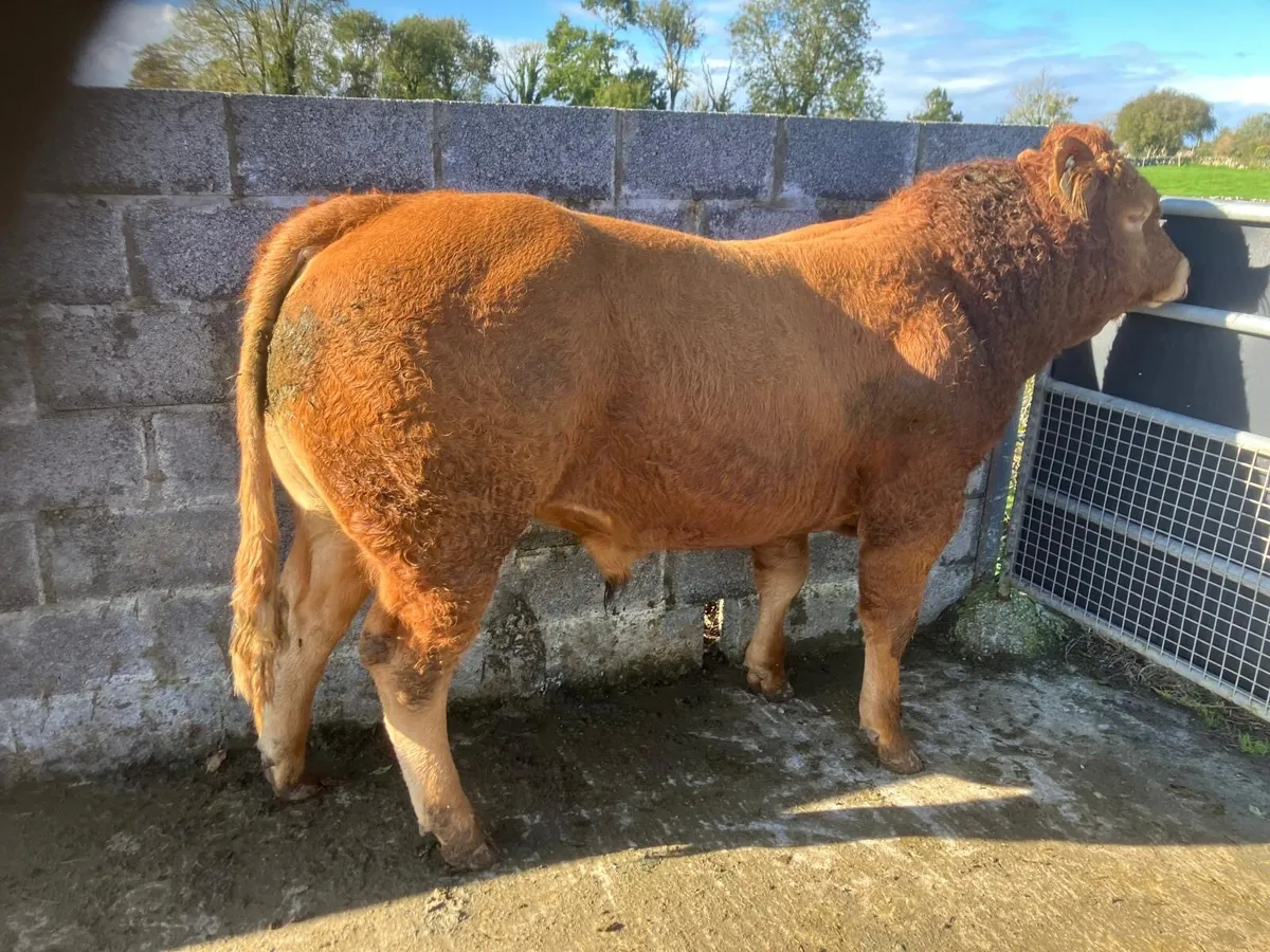 LM Bull - Image 1