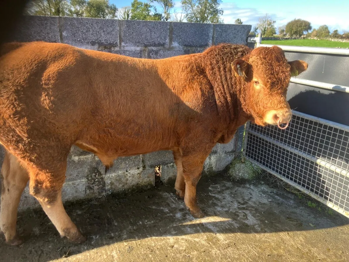 LM Bull - Image 2