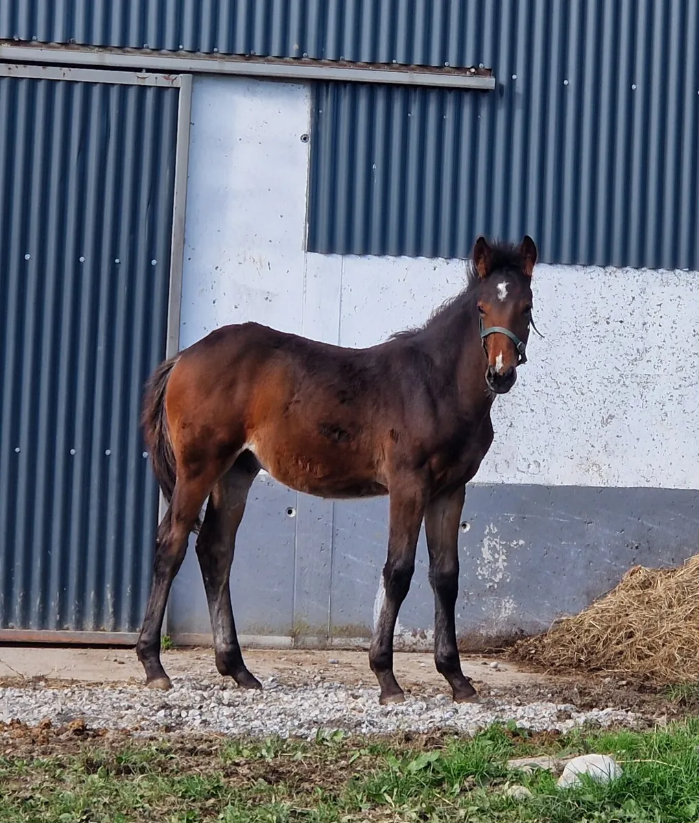 TRADITIONAL IRISH HORSE - Image 1